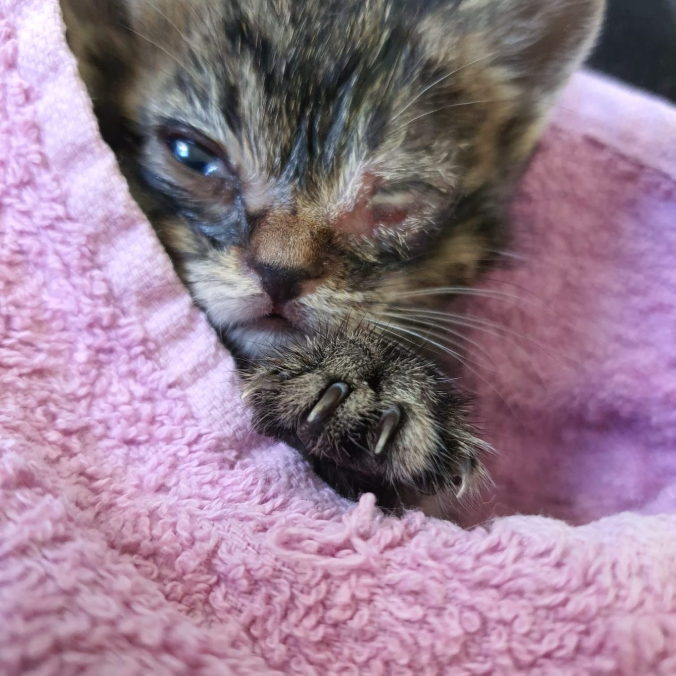Das Gesicht einer getigerten Babykatze in einem Rosa Handtuch. Das Auge ist voller Eiter.
