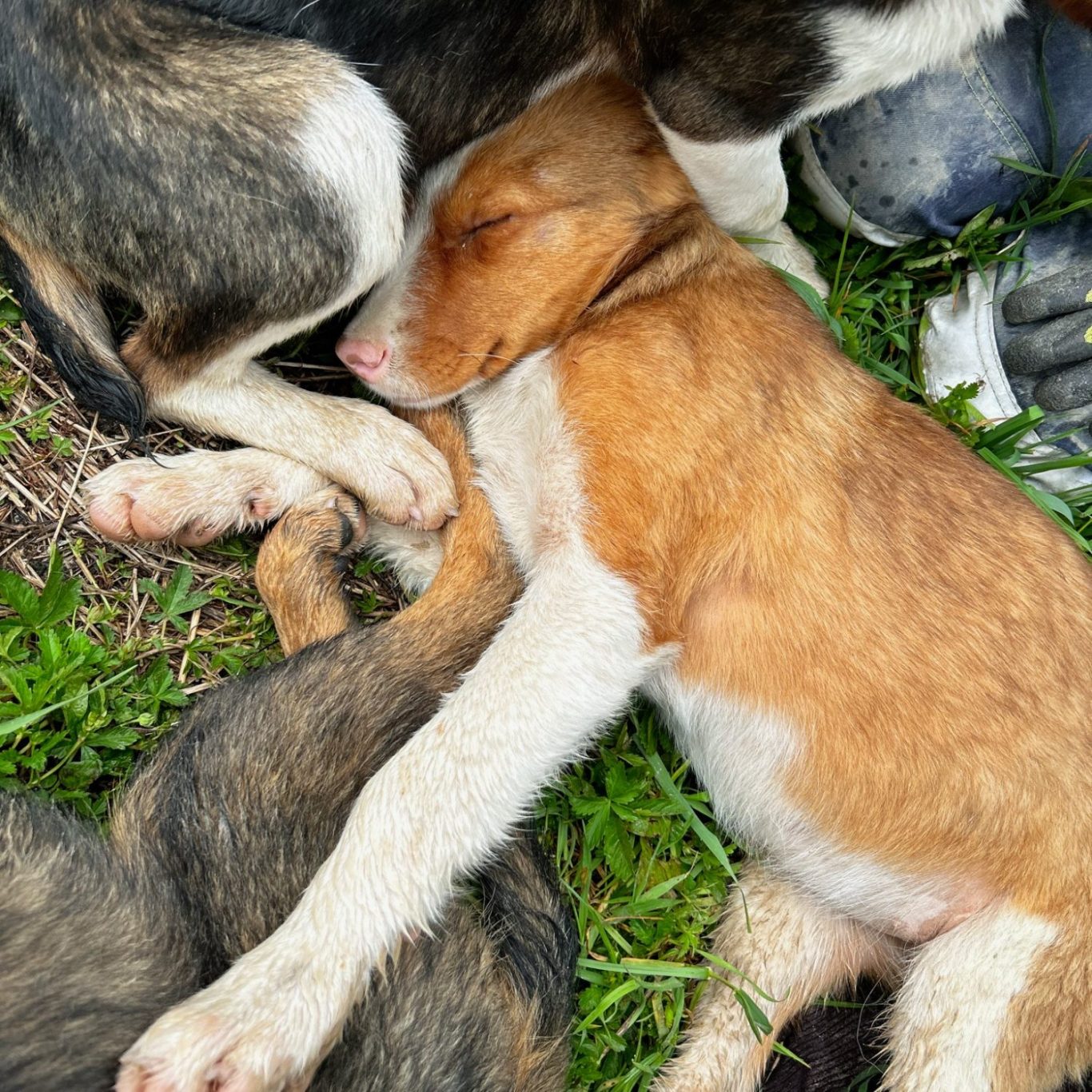 Ein geschwächter braun-weißer Welpe liegt auf anderen Hunden auf einer Wiese.