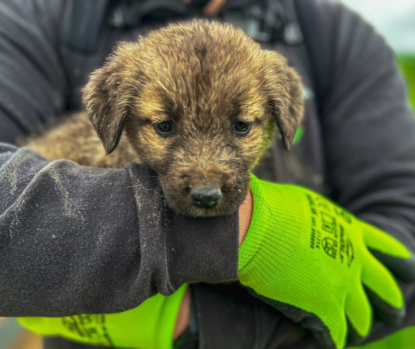 Ein Tierretter der Arche Noah hält einen braunen, flauschigen Welpen am Arm. Der Hund schaut traurig nach unten.